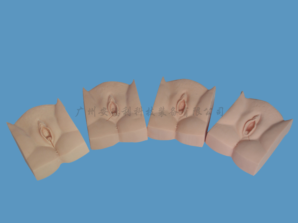 会阴切开缝合模型