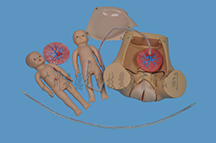 分娩机转演示模型