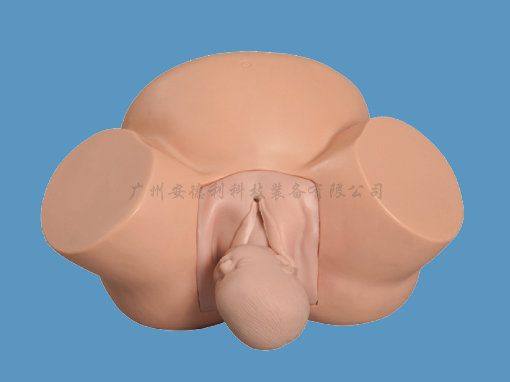 助产练习模型