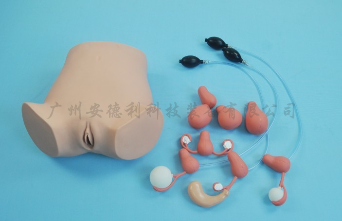 妇科检查模型