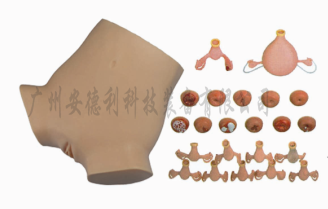 妇科综合检查训练模型