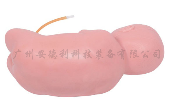 婴儿腰椎穿刺模型