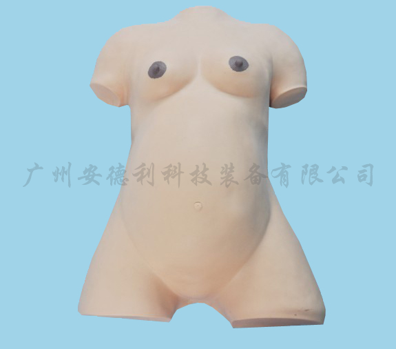 孕妇检查模型