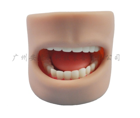 带口腔牙护理保健模型