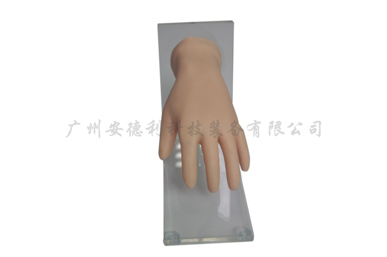 手背静脉注射模型
