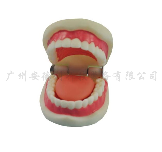牙护理保健模型