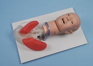 成人气管插管训练模型