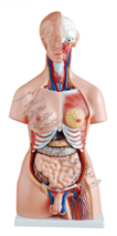 85CM两性躯干模型