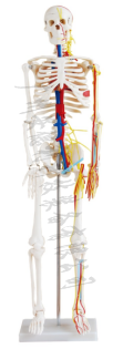 人体骨骼带心脏与血管模型