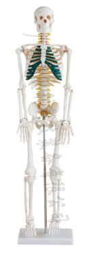 人体骨骼带神经模型