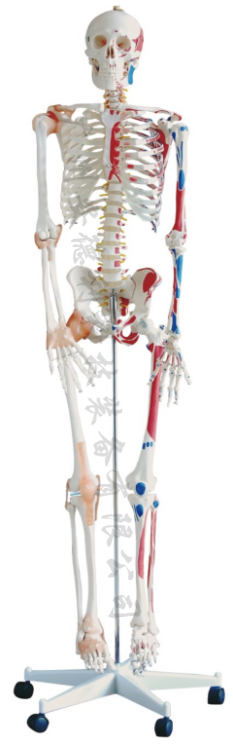 人体骨骼模型附肌肉着色及韧带模型