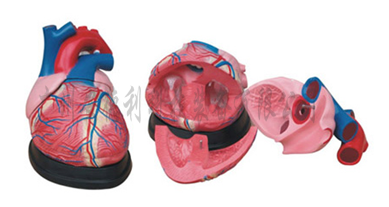 大心脏解剖模型