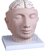 头部附脑动脉模型