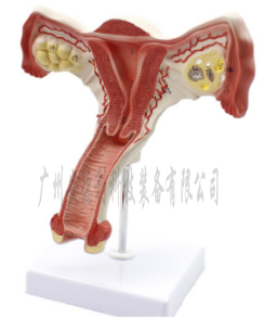 子宫放大模型