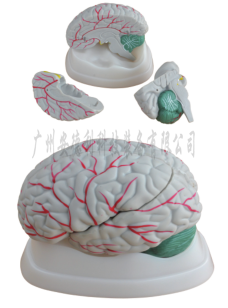 新型脑解剖模型