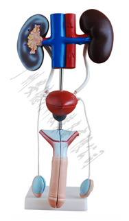 男性泌尿生殖系统解剖模型