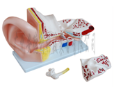 耳解剖放大模型