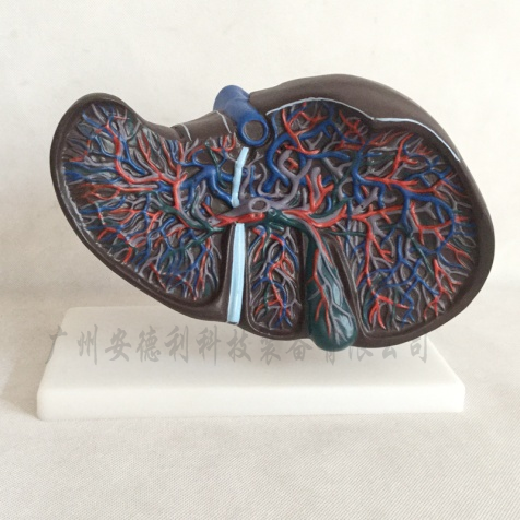 肝解剖模型