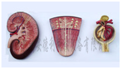 肾脏模型