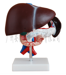 脾胰肝十二指肠解剖模型