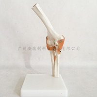 自然大肘关节模型