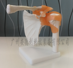 自然大肩关节模型