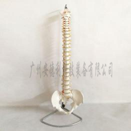 自然大脊椎模型