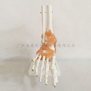自然大脚关节模型带韧带