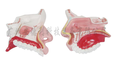鼻腔解剖模型