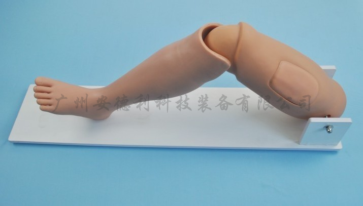 成人骨穿腿模型