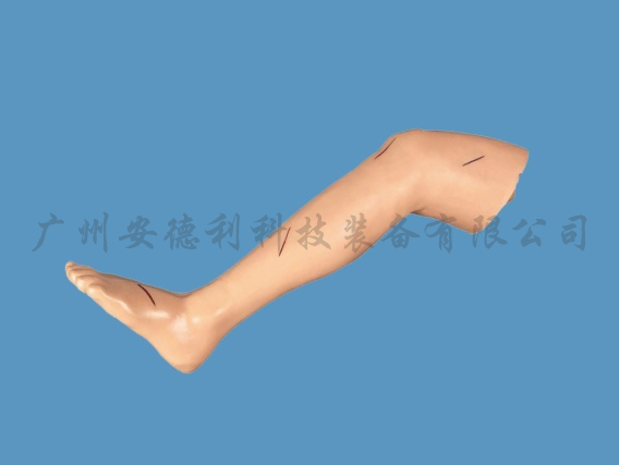 缝合练习腿模型