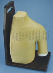 肩关节腔内注射模型