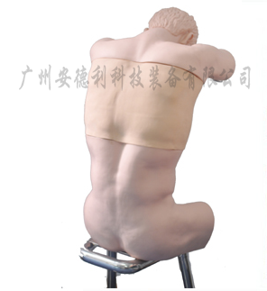胸腔（背部）穿刺训练模型