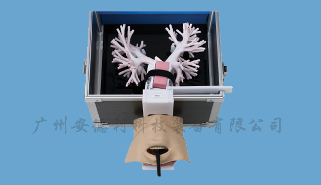 超声支气管镜模型