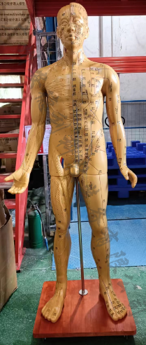 人体针灸模型