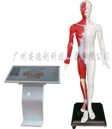 人体针灸穴位发光模型