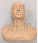 头部针灸训练模型