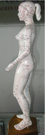 女性人体针灸模