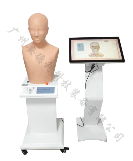 经穴学及针刺训练系统