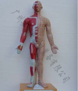 语音十四针灸模型